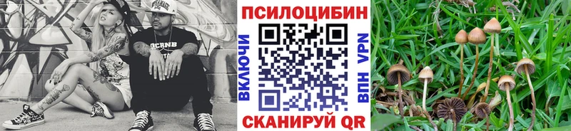 Галлюциногенные грибы Psilocybine cubensis Петухово